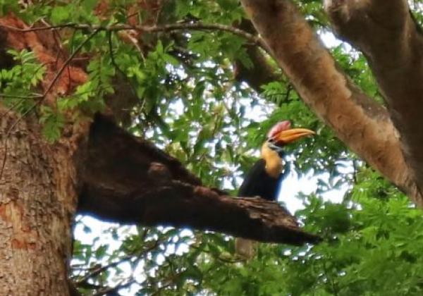 id-sulawesi-nord-tangkoko-hornvogel-e