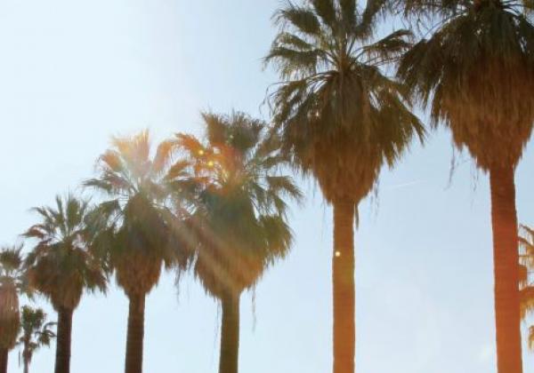 ca-palm-springs-palmrowsun