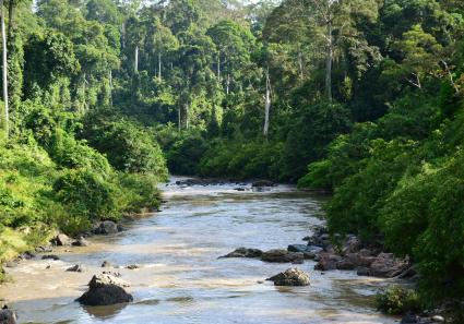 Üppiger Primärrege_19_1.jpg