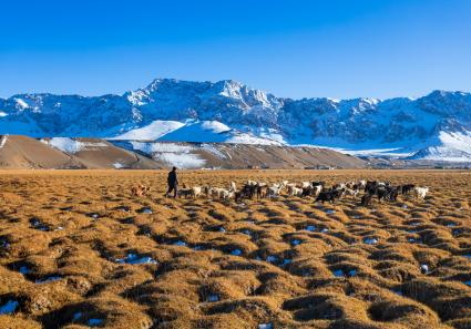 A flock of sheep and_149_3.jpg