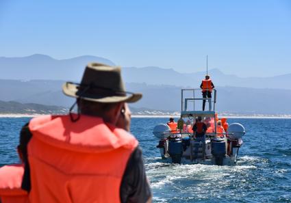 A whale watching boa_148_3.jpg