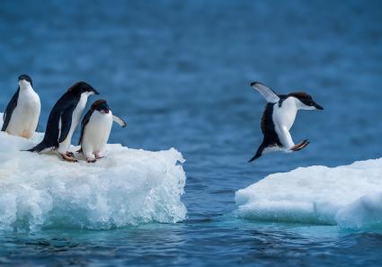 Adelie penguin jumpi_15_1.jpg