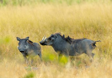 African pig Warthog _4_2.jpg
