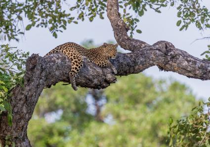 Afrikanischer Leopar_9_1.jpg