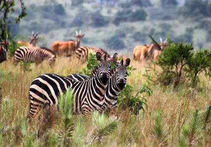 Akagera Park_8_1.jpg