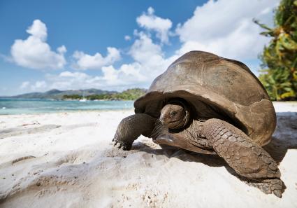 Aldabra-Riesenschild_128_2.jpg