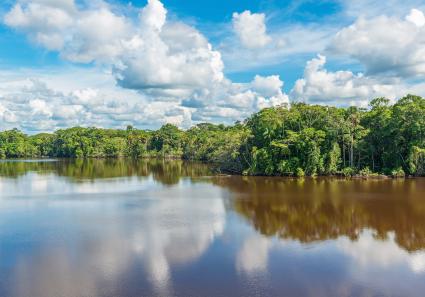 Amazon rainforest la_103_1.jpg