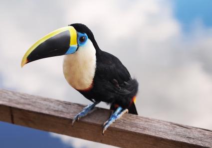 Amazonas Vogel_22_2.jpg