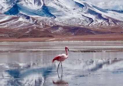 Anden in Bolivien_35_3.jpg