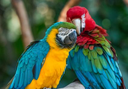 Aras im Parque das A_5_3.jpg