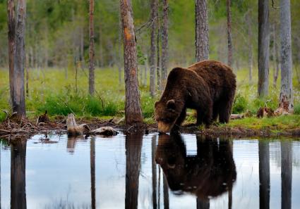 Bär in Schweden_30_2.jpg