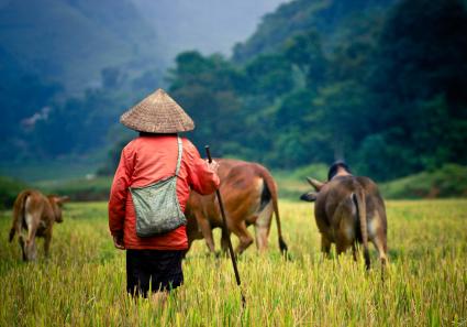 Büffel auf dem Reis_23_1.jpg