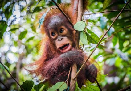 Baby Orang Utan_23_1.jpg