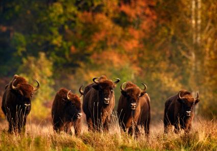 Bisons im Bialowieza_28_2.jpg