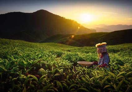 Cameron Highlands, M_23_4.jpg