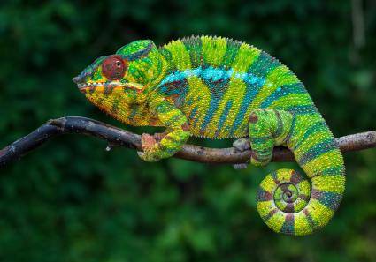 Chamäleon 2_3_3.jpg