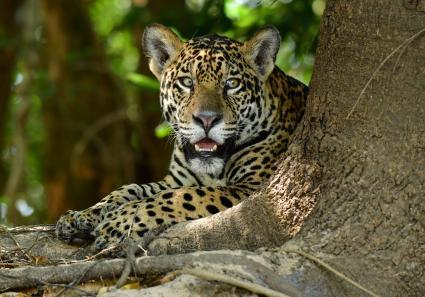 Der Jaguar des Panta_5_1.jpg