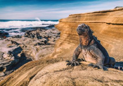 Echse sonnt sich_54_3.jpg