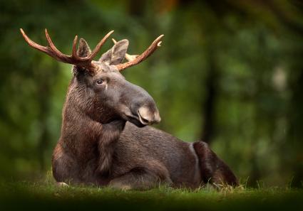 Elch in Schweden (1)_30_1.jpg