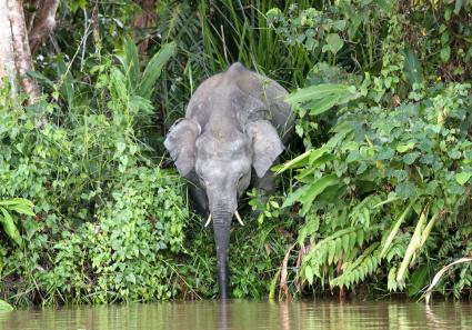 Elefant in Borneo (1_19_2.jpg
