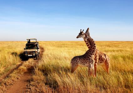Giraffe bei Safari i_11_3.jpg