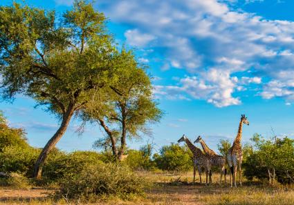 Giraffe in the bush _4_3.jpg