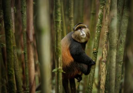 Golden Monkey in Rua_8_4.jpg