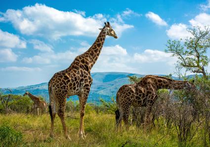 Hluhluwe Imfolzie Na_10_2.jpg