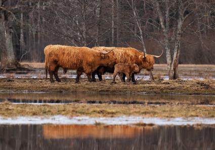 Hochlandrinder im So_44_4.jpg