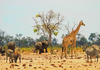 Hwange Nationalpark_14_3.jpg