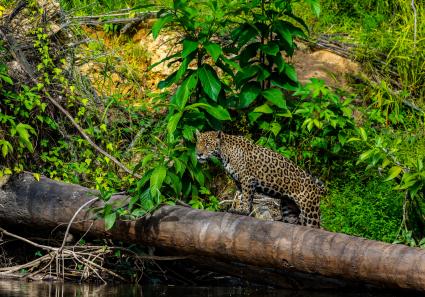 Jaguar im Dschungel _47_2.jpg