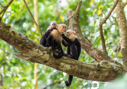 Kapuzineraffe auf As_13_4.jpg