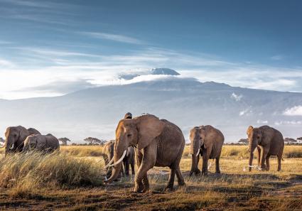 Kilimandscharo mit E_11_2.jpg