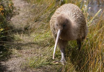 Kiwi Vogel_43_2.jpg