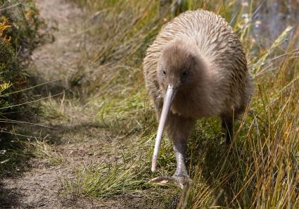 Kiwi Vogel_43_2.jpg