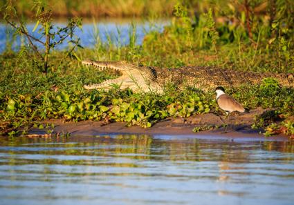 Krokodil in Malawi_6_3.jpg