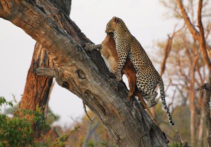 Leopard, panthera pa_4_4.jpg