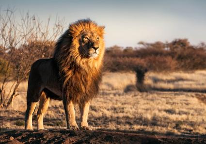 Majestätischer Löw_11_4.jpg