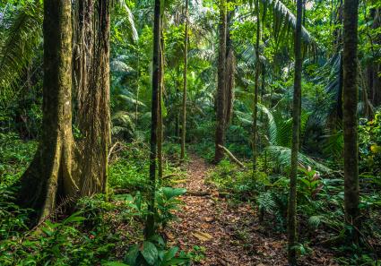 Manu Nationalpark_25_3.jpg
