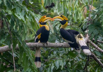 Nashorn Vogel_82_4.jpg