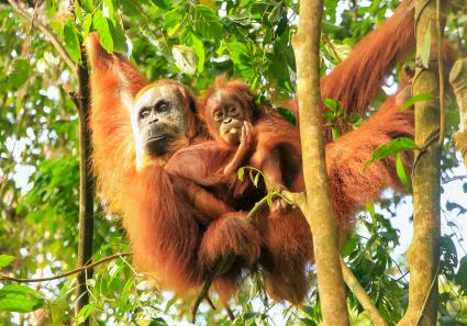 Orang Utan im Gunung_19_1.jpg