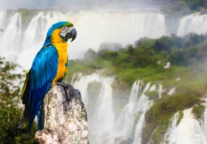 Papagei an den Iguaz_1_2.jpg