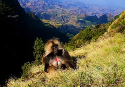 Pavian im Simien Nat_16_1.jpg