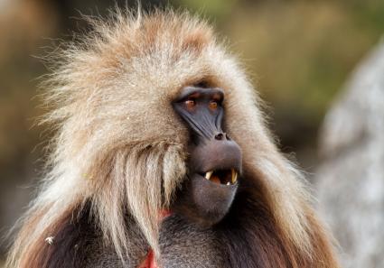 Pavian in Äthiopien_16_2.jpg