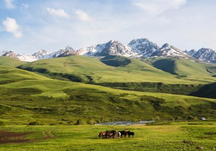 Pferde und schneebed_95_2.jpg