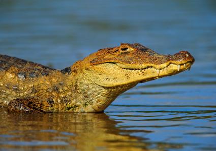 Porträt von Yacare _13_1.jpg