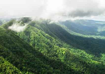 Pristine primary for_70_4.jpg