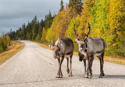 Rentiere in Finnland_91_4.jpg