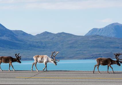 Rentiere in Schweden_30_2.jpg