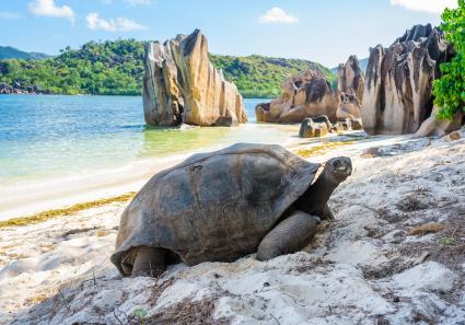 Seychellen am Strand_128_3.jpg